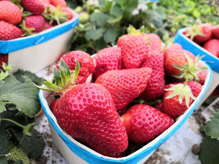 L’Oustau de Feli à CavaillonCarine LemaireFournit les fraises de variété clery depuis 2021