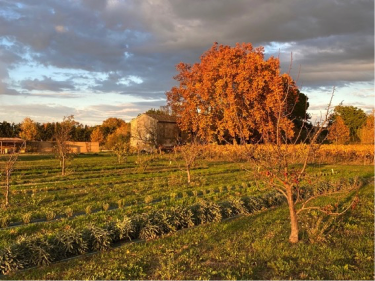 La ferme du Bourguet au ThorEstelle VexlardFournit le raisin et les plantes aromatiques depuis 2021