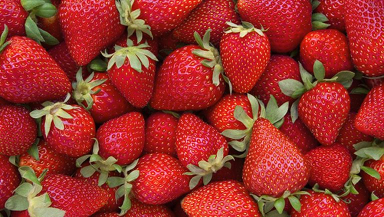 EARL Valentin à CarpentrasAndré ValentinFournit les fraises de variété joly depuis 2021