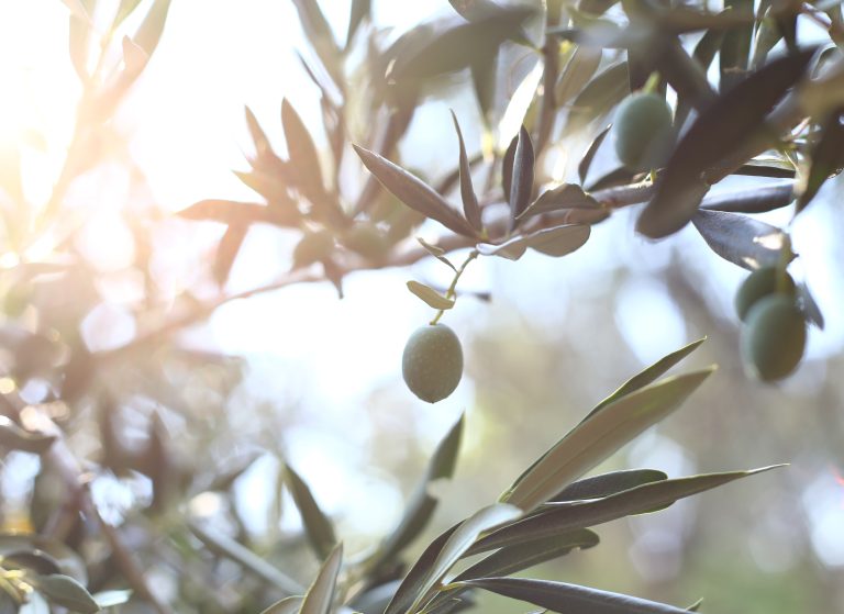 L’Olivier d’Aur à MourièsAurore DupontFournit l’huile d’olive depuis 2021